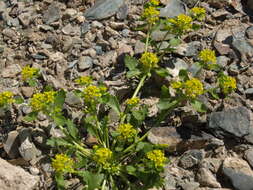 Sivun Lepidium flavum Torr. kuva