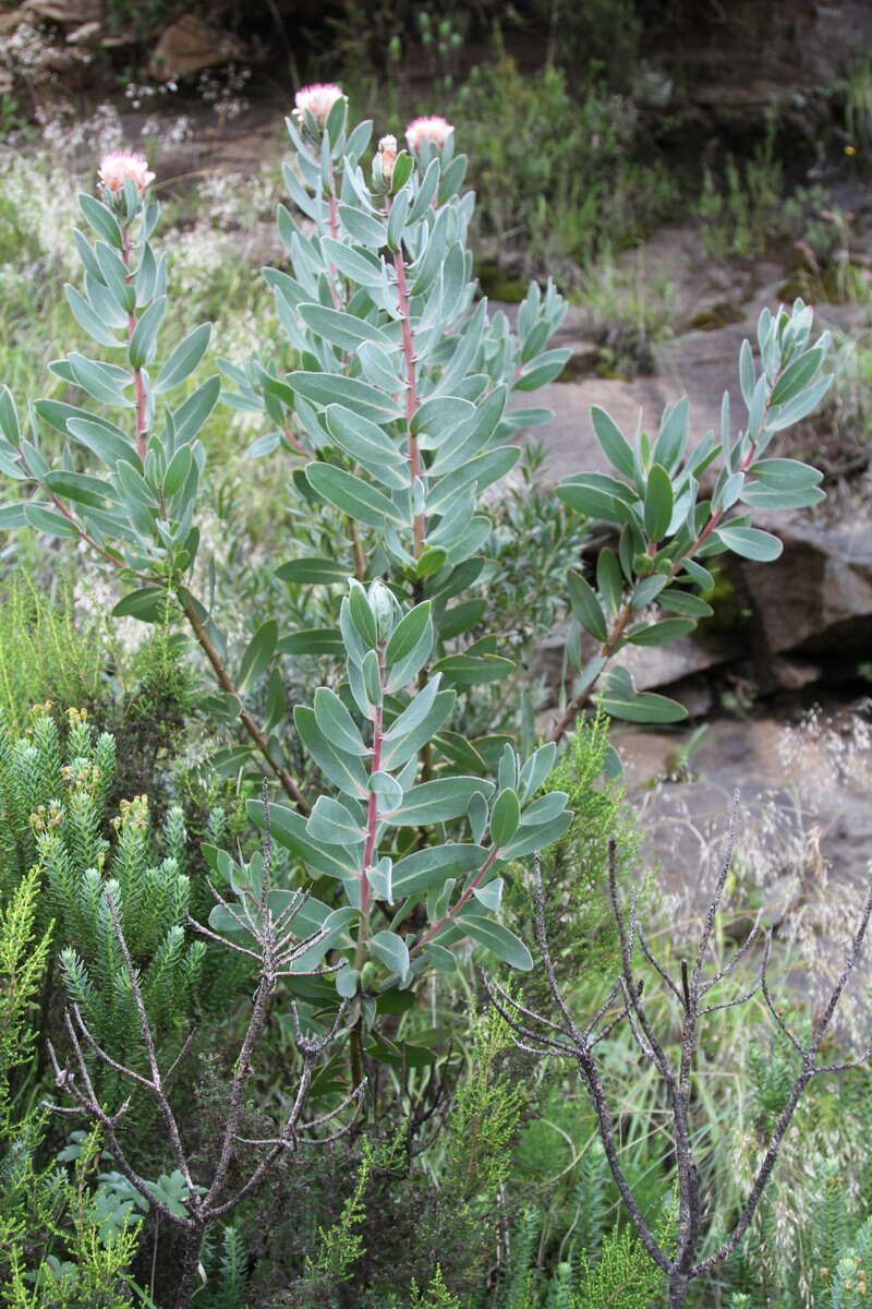 Plancia ëd Protea subvestita N. E. Br.