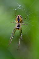 Image of Araneus