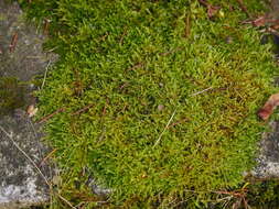 Image of hypnum moss