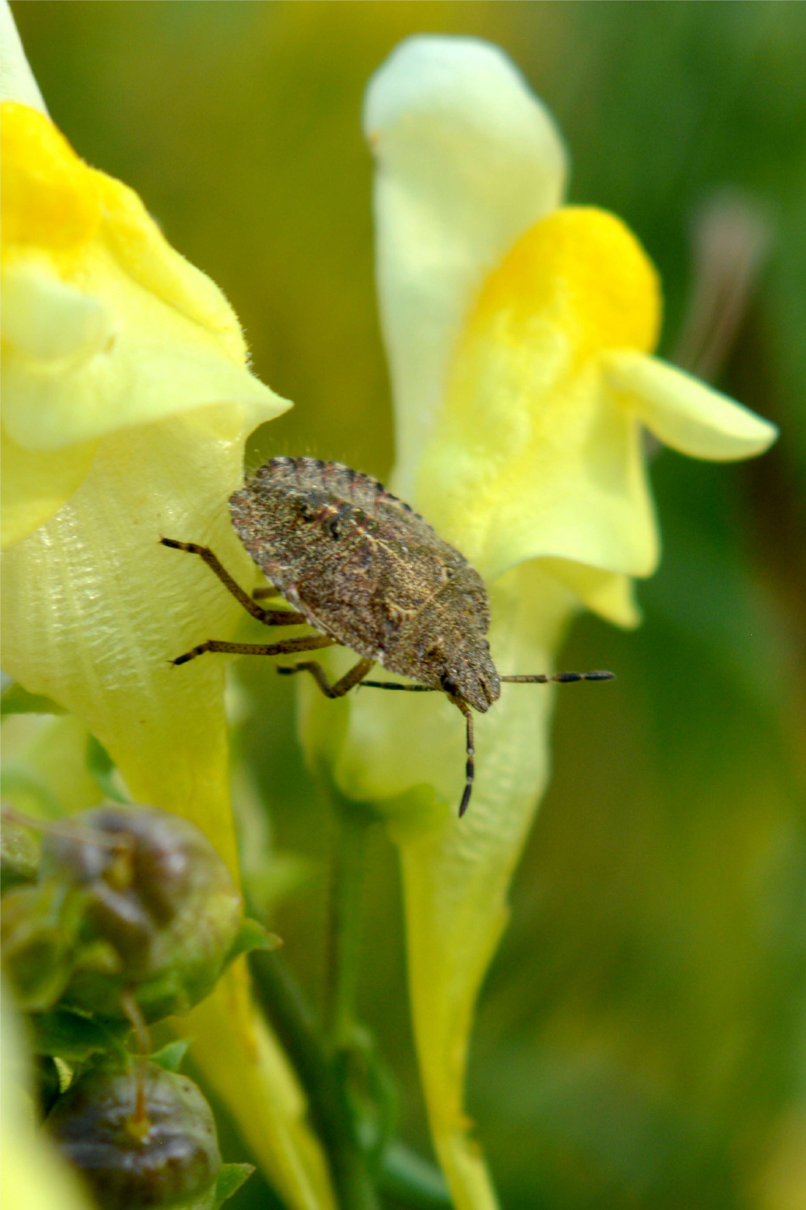 Image of Eurygaster maura