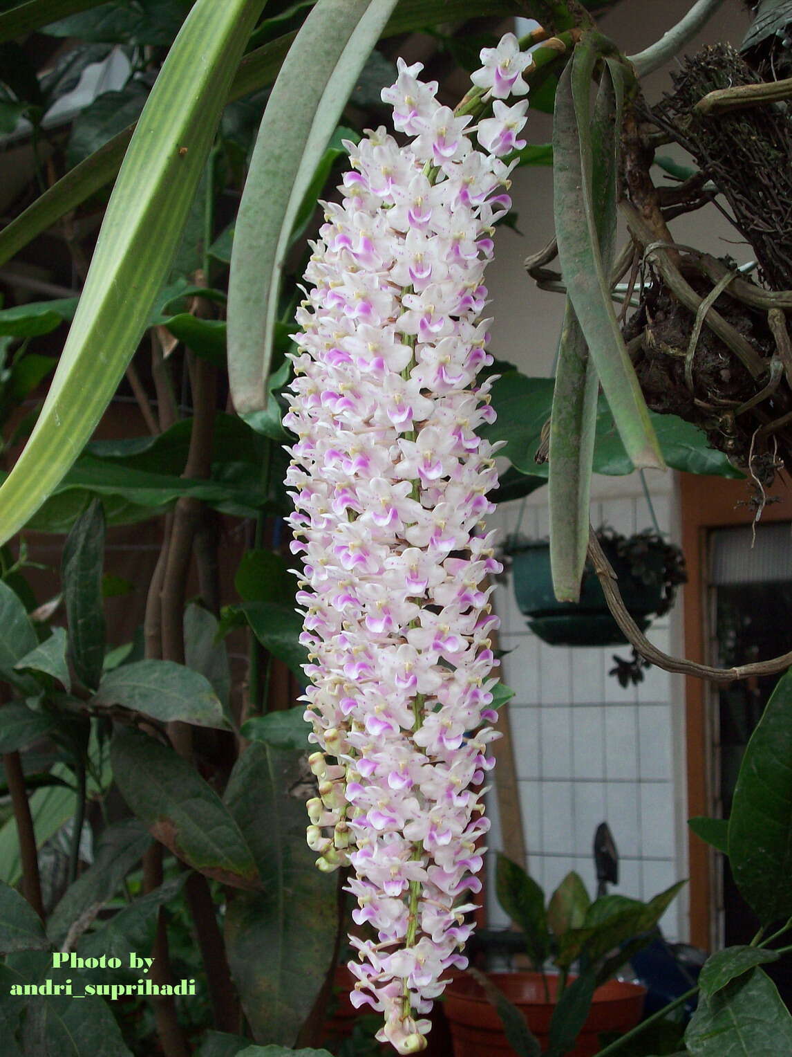 Слика од Rhynchostylis retusa (L.) Blume