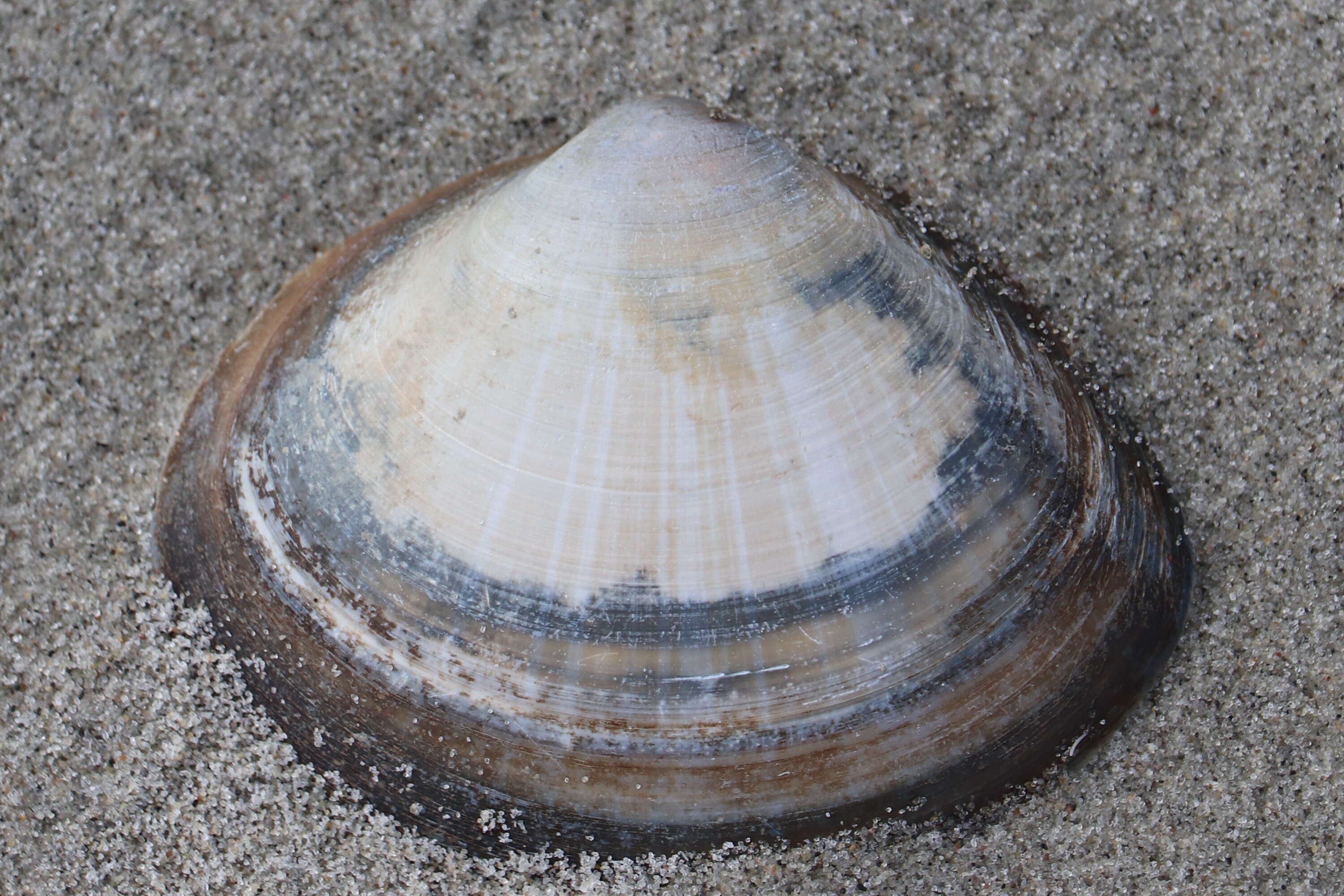 Image of rayed trough clam