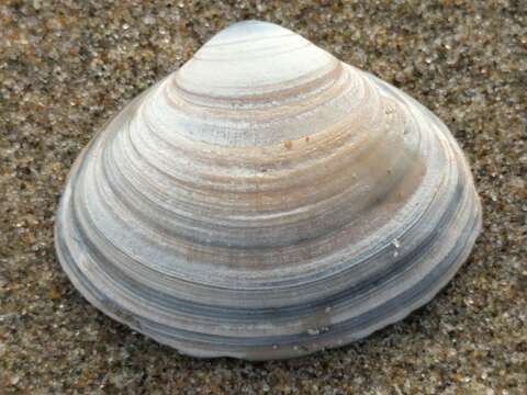 Image of surf clam