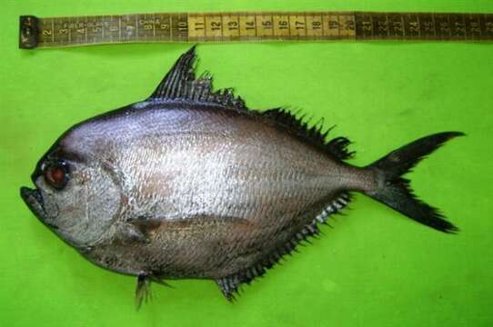 Image of Lesser Bream