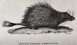 Image of Brush-tailed porcupine