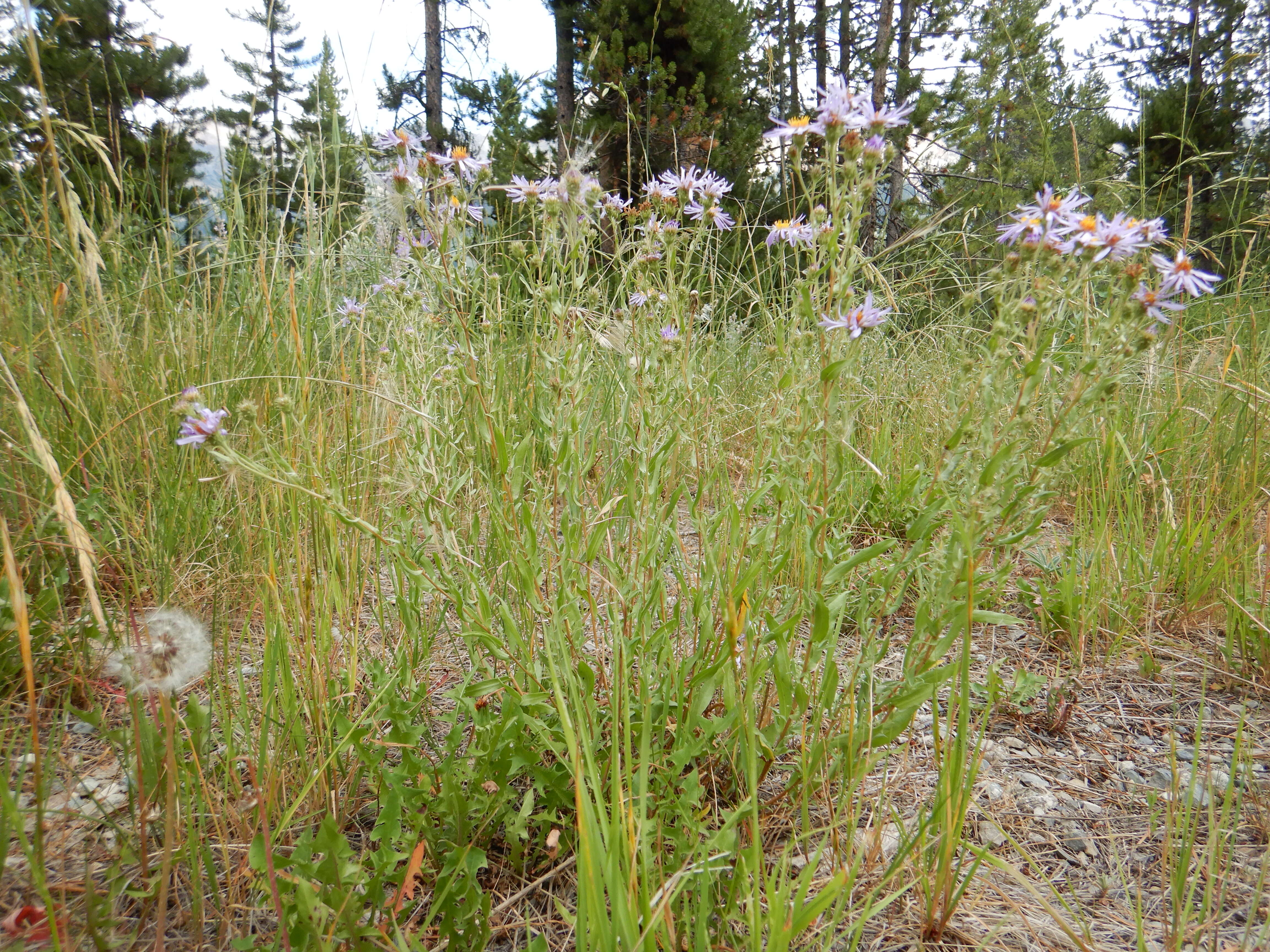 Image of western meadow aster