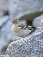 Image of Fringilla Linnaeus 1758