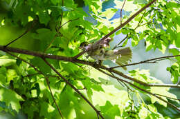 Image of Acadian Flycatcher