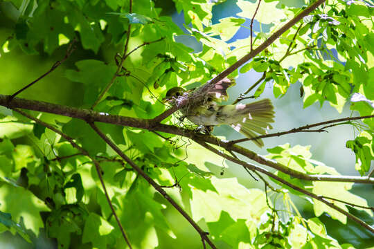 Image of Acadian Flycatcher