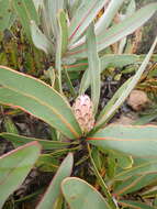 Image of Protea lorifolia (Salisb. ex Knight) Fourc.