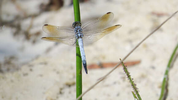 Imagem de Orthetrum caledonicum (Brauer 1865)