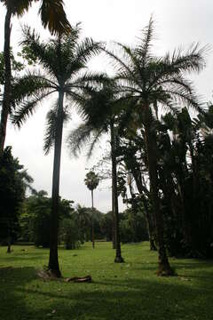 Image of Thief Palm