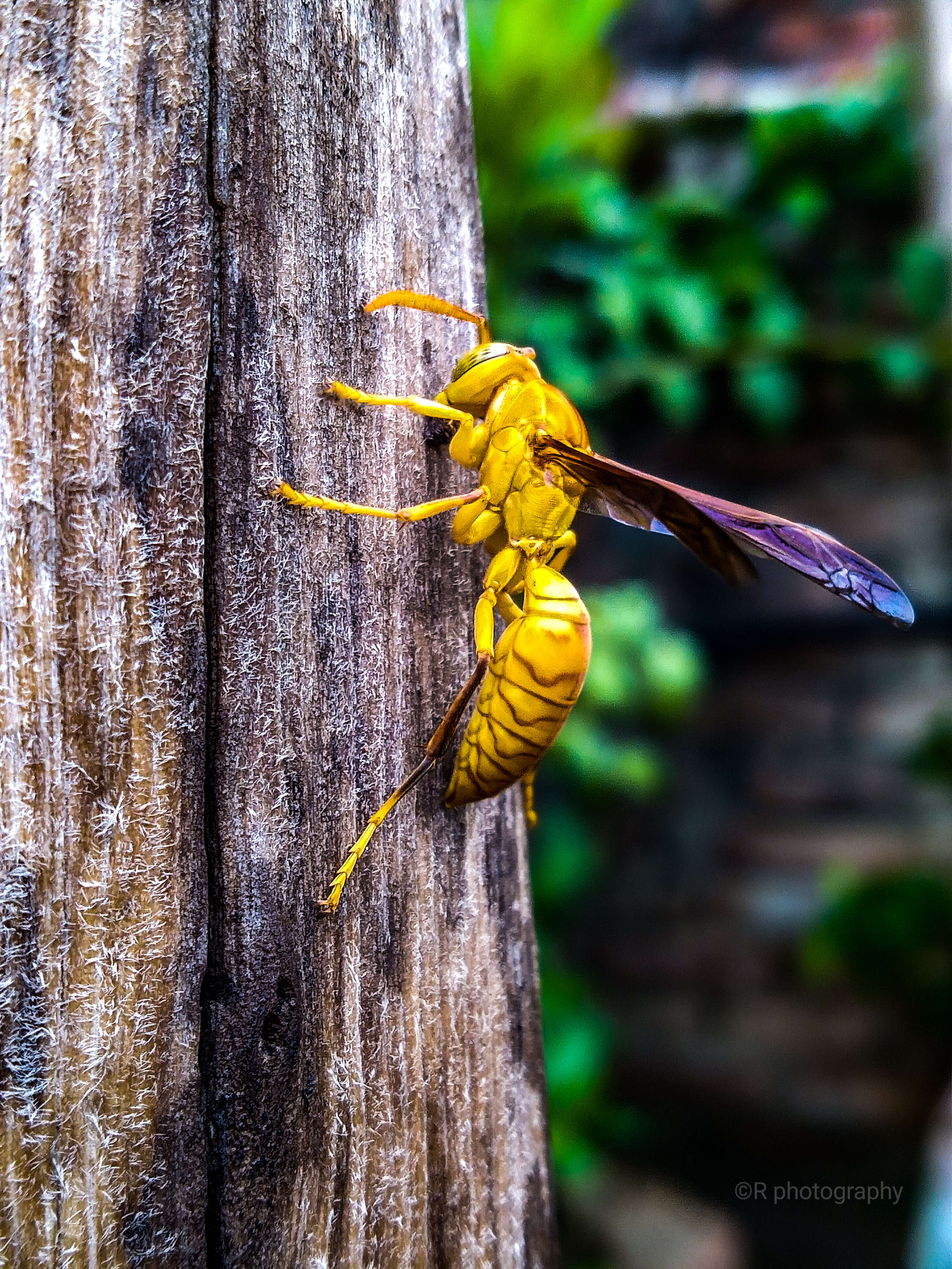 Image of Red Wasp