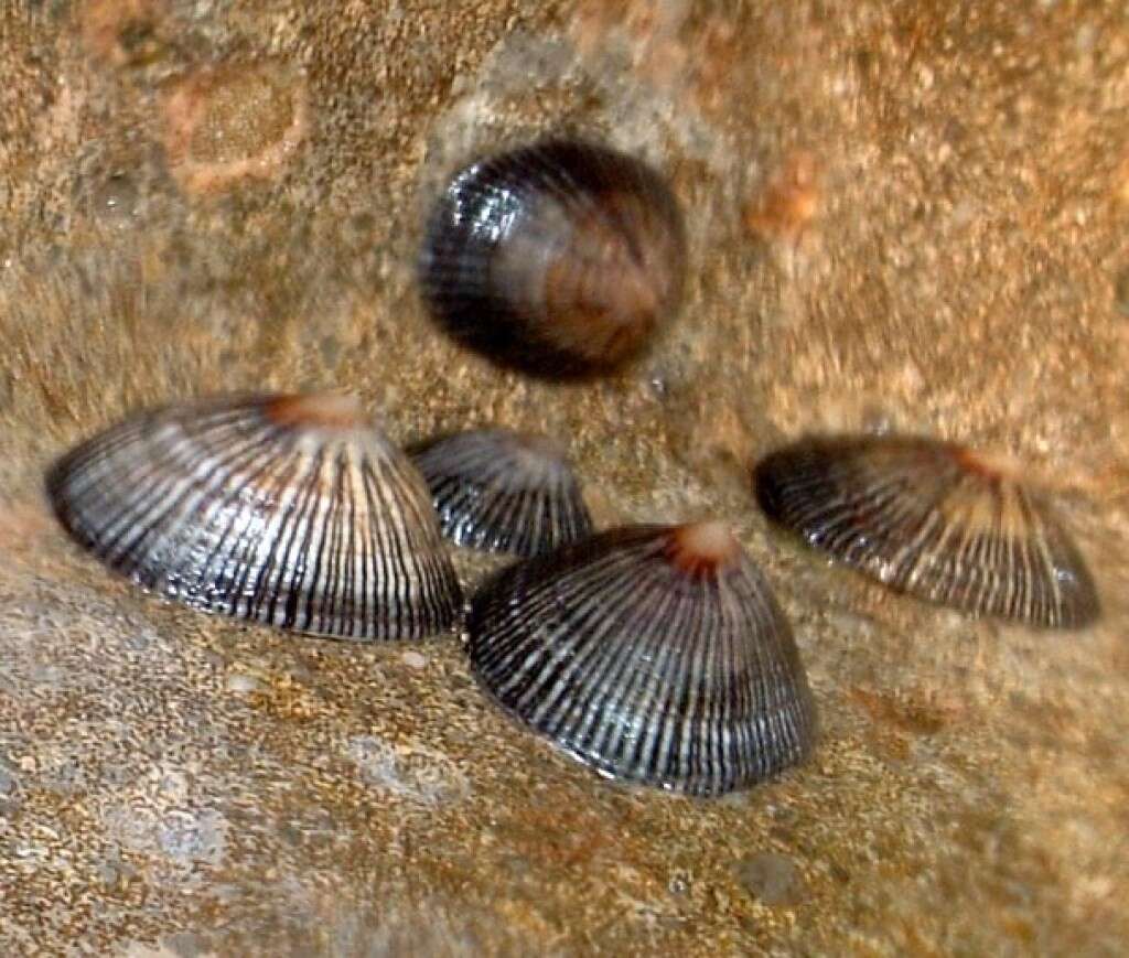 Image of Siphonaria naufragum Stearns 1872