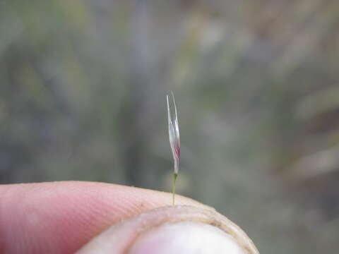 Image of Austrostipa setacea (R. Br.) S. W. L. Jacobs & J. Everett