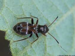 Image of Leaf bug