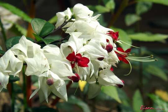 Слика од Clerodendrum thomsoniae Balf. fil.