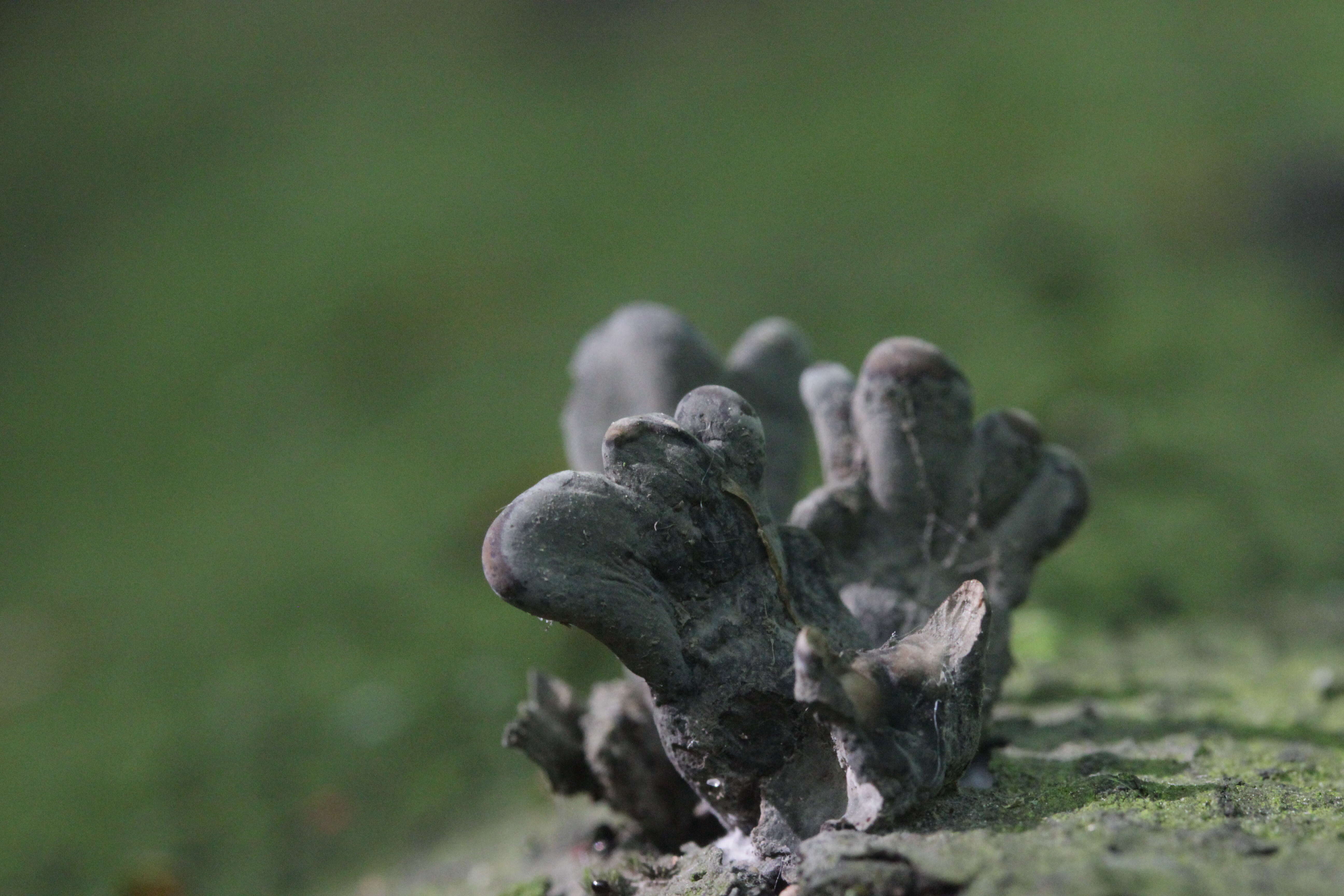 Imagem de Xylaria polymorpha (Pers.) Grev. 1824