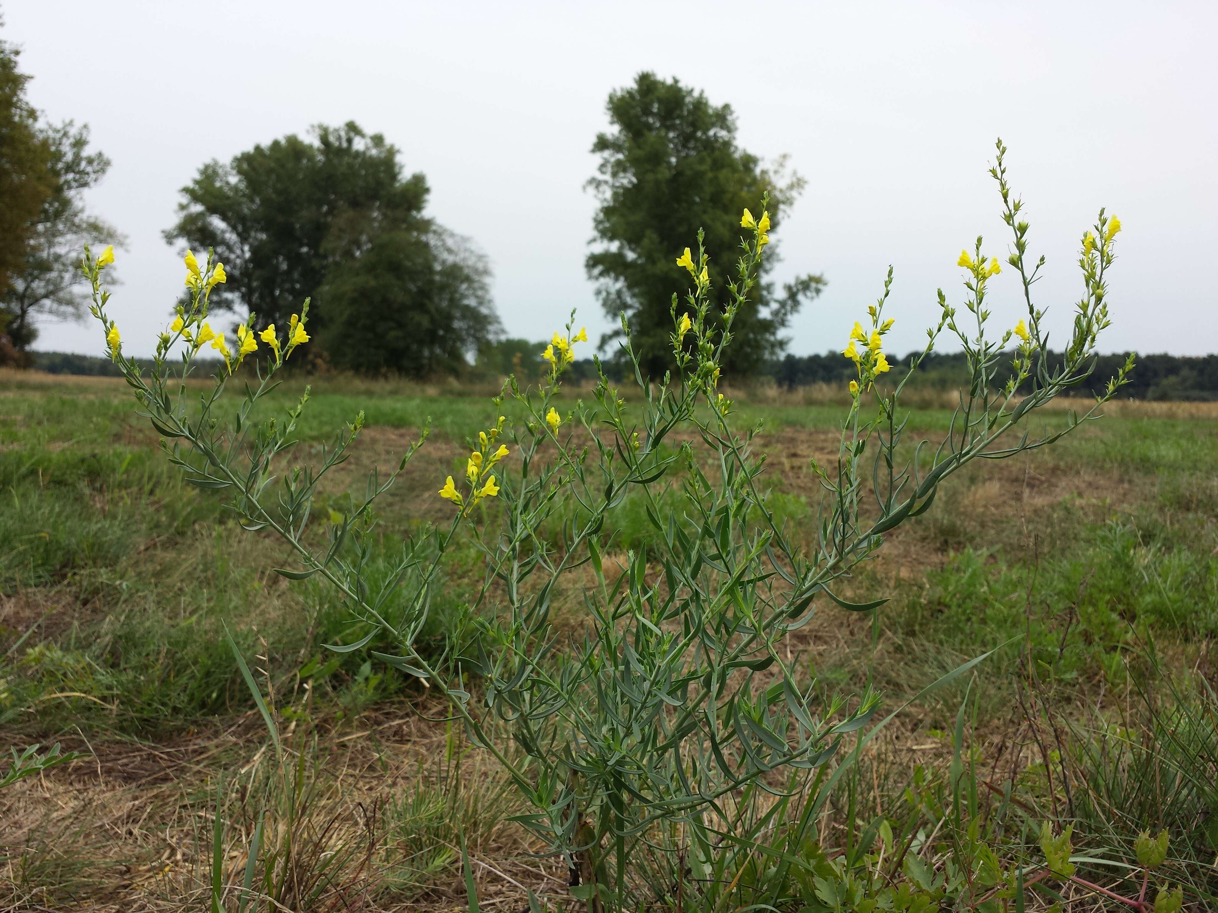 Image of broomleaf toadflax