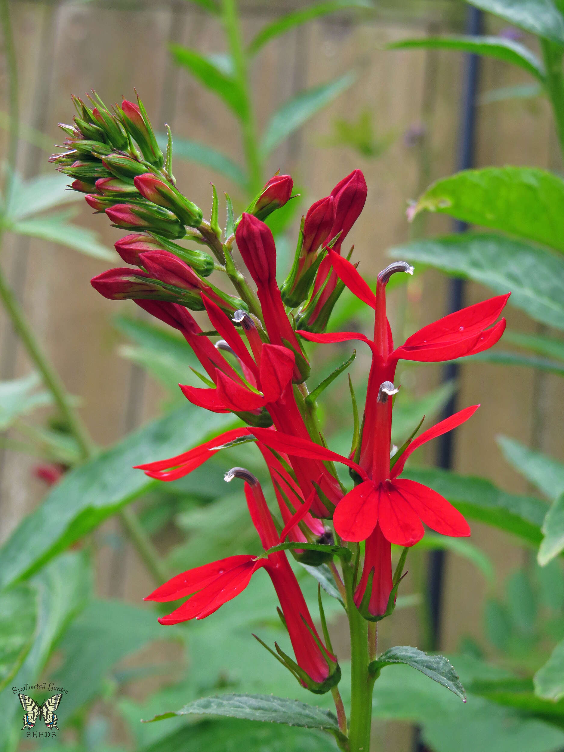 Image of Cardinal Flower