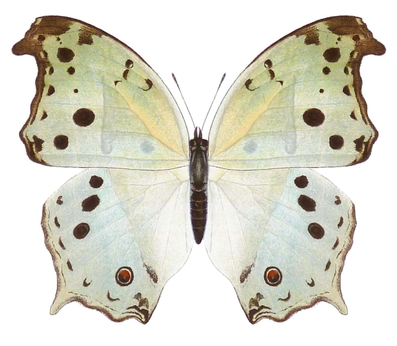 Image of Protogoniomorpha parhassus