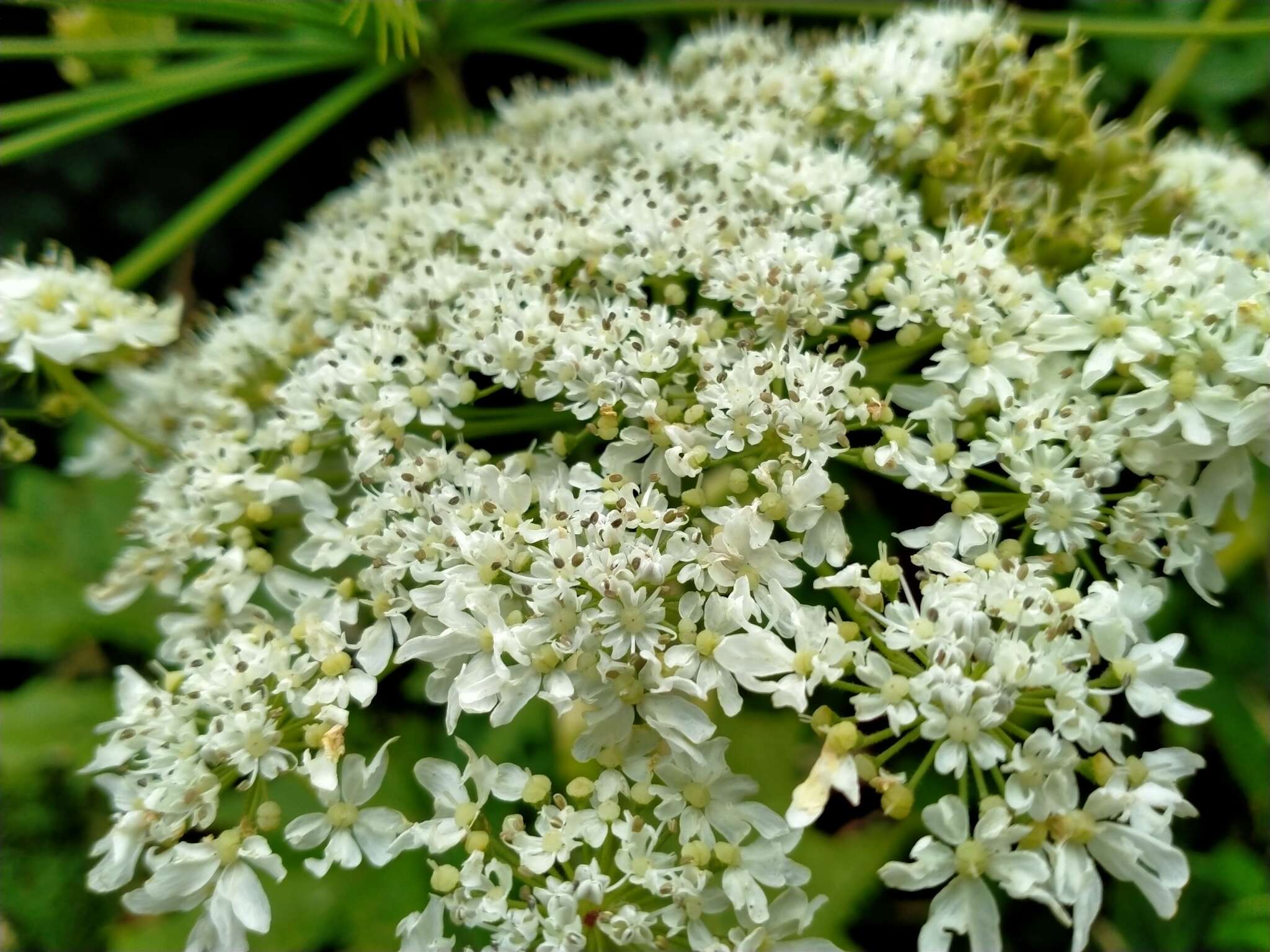 Image of Mantegazzi's Cow-Parsnip