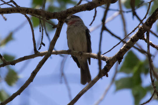 Pachyramphus aglaiae (Lafresnaye 1839) resmi