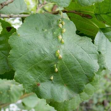 Image of Eriophyes inangulis