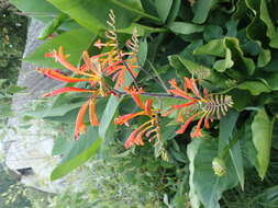 Image of zigzag crocosmia