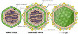 Image of invertebrate iridescent virus and relatives