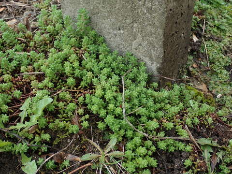 Image of White Stonecrop