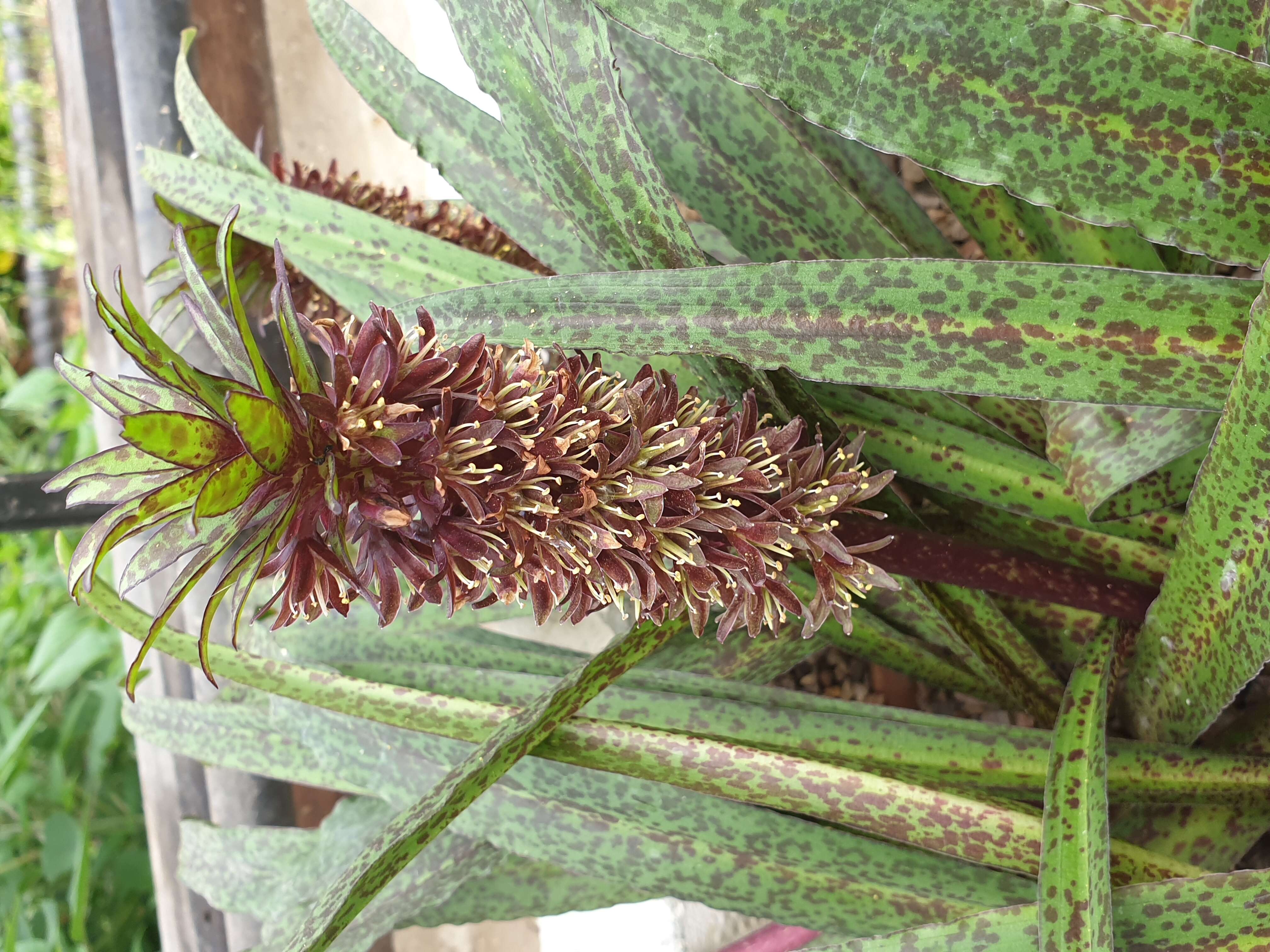 Image of Eucomis vandermerwei I. Verd.