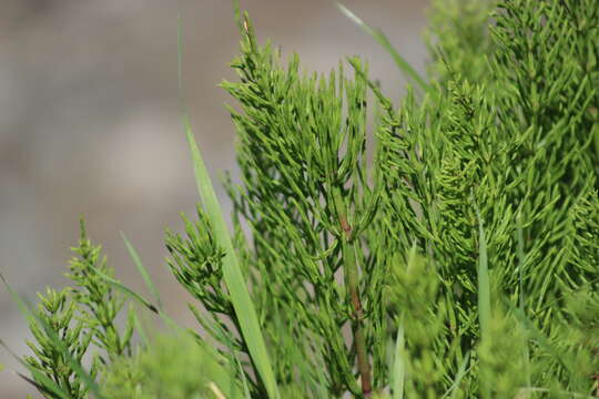 Image of field horsetail