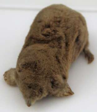 Image of Blind Mole