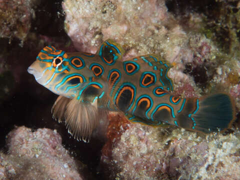 Image of Picturesque dragonet