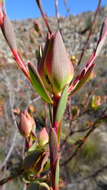 Image of Leucadendron diemontianum I. J. M. Williams