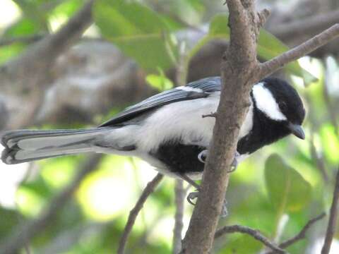 Image of Japanese Tit