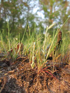 Logfia arvensis (L.) Holub resmi