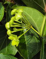 Image of Marsdenia volubilis (L. fil.) Cooke