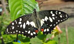 Plancia ëd Papilio demoleus Linnaeus 1758