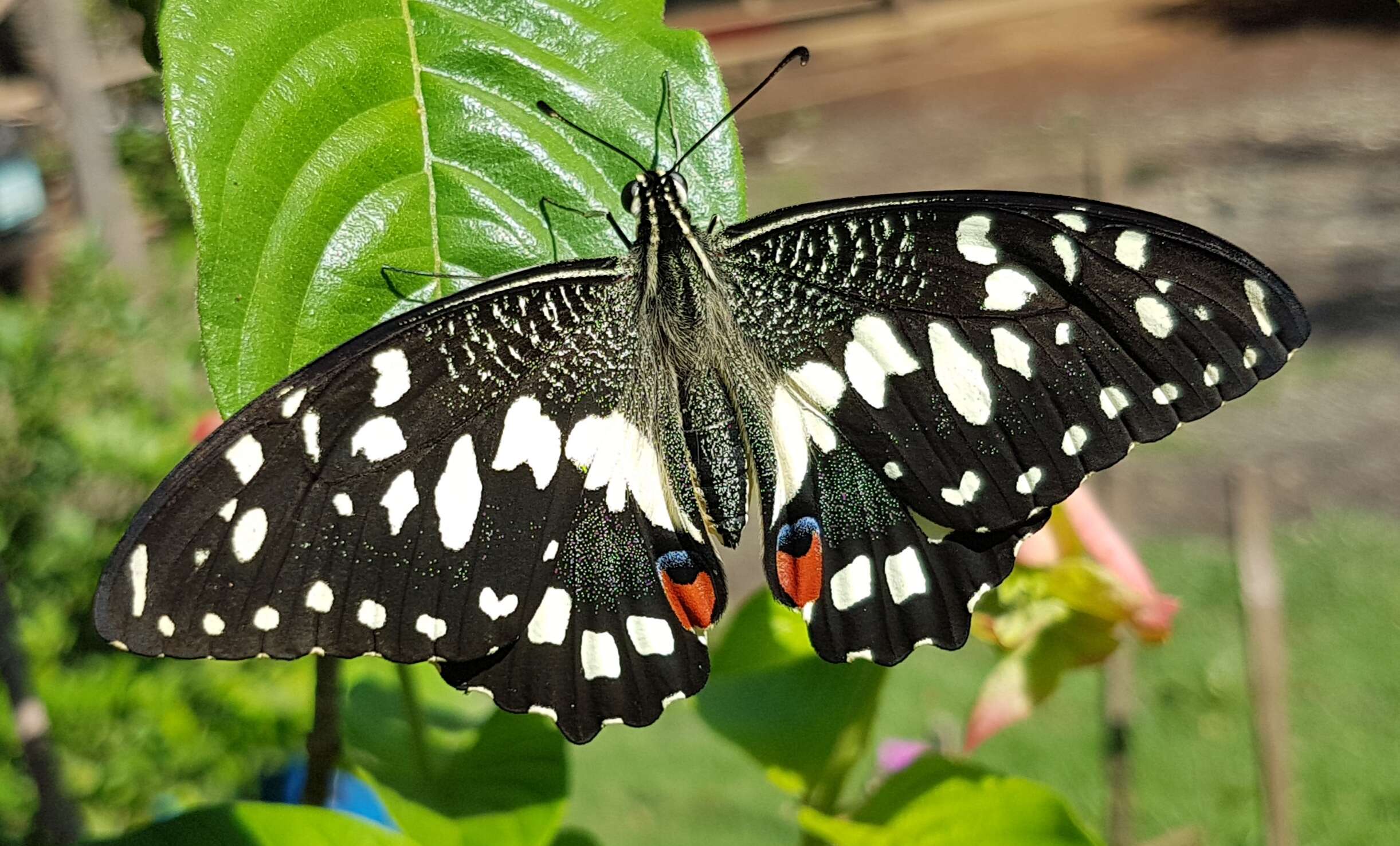 Plancia ëd Papilio demoleus Linnaeus 1758