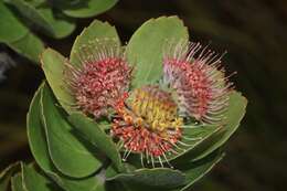 Plancia ëd Leucospermum winteri J. P. Rourke