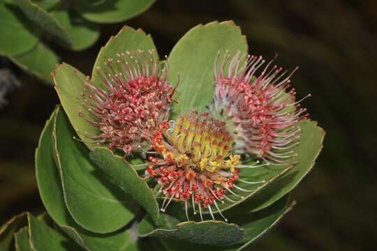 Plancia ëd Leucospermum winteri J. P. Rourke