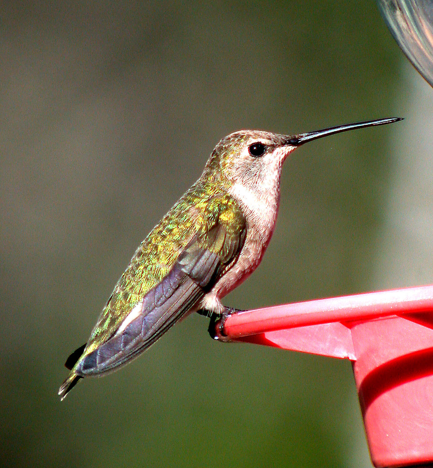 Image of Black-chinned Hummingbird