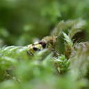 Image of <i>Sabatinca aurella</i>