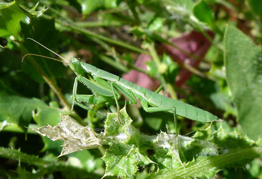 Слика од Apteromantis