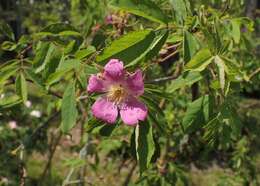 Image of alpine rose