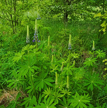 Image of big-leaved lupine