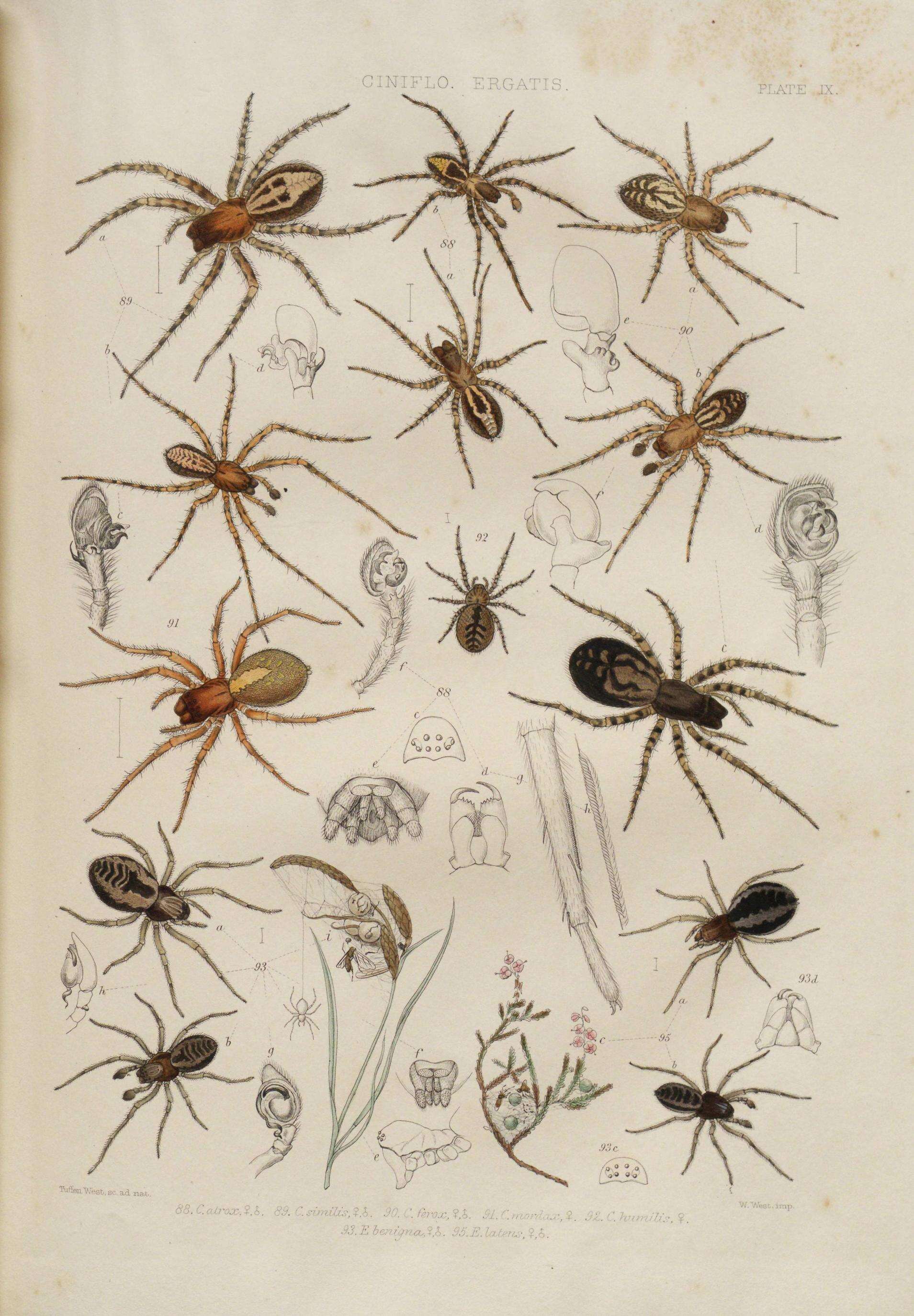 Image of Nigma puella (Simon 1870)